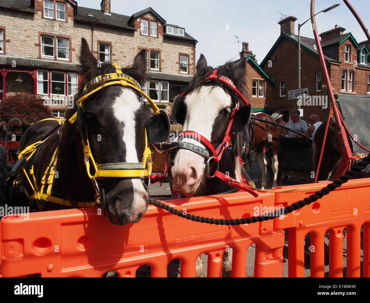 Appleby-in-Westmorland, Cumbria, Angleterre - 06 juin, 2014 : Les chevaux attachés dans la rue au cours de l'Appleby Horse Fair, un rassemblement annuel de Tsiganes et Voyageurs qui a lieu dans la première semaine de juin. Juste Appleby est unique en Europe, attirant près de 10 000 Tsiganes et Voyageurs et jusqu'à 30 000 visiteurs. Credit : AC Images/Alamy Live News Banque D'Images