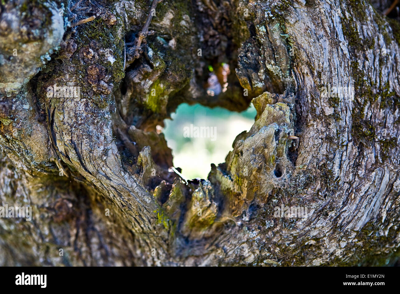 Un trou sur le tronc d'un vieil olivier, Estrémadure, Espagne Banque D'Images