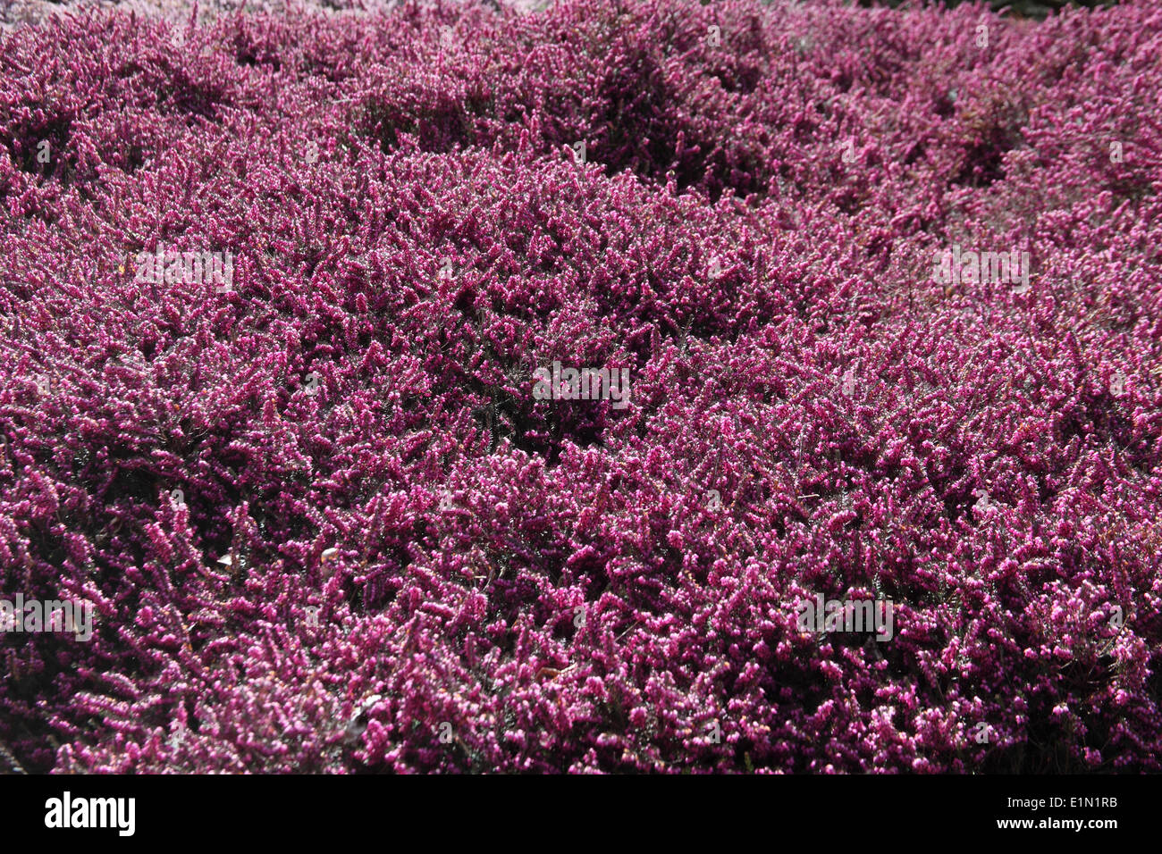 Erica x darleyensis 'Kramers rote' plantes en fleur Banque D'Images