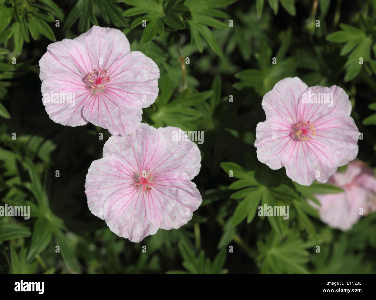 Geranium sanguineum striatum var close up of flower Banque D'Images