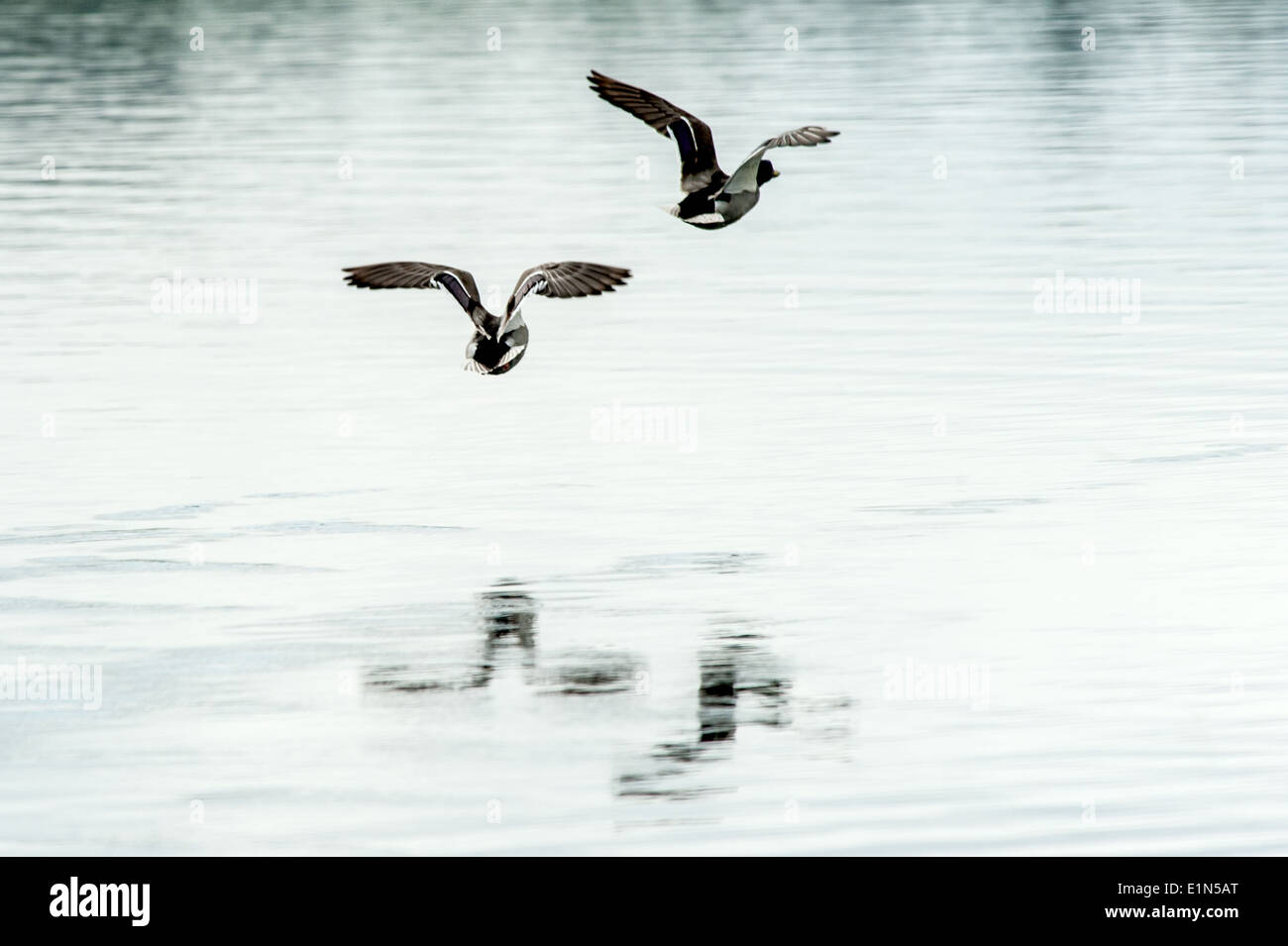 Deux canards colvert volant au-dessus de l'eau avec reflets Banque D'Images