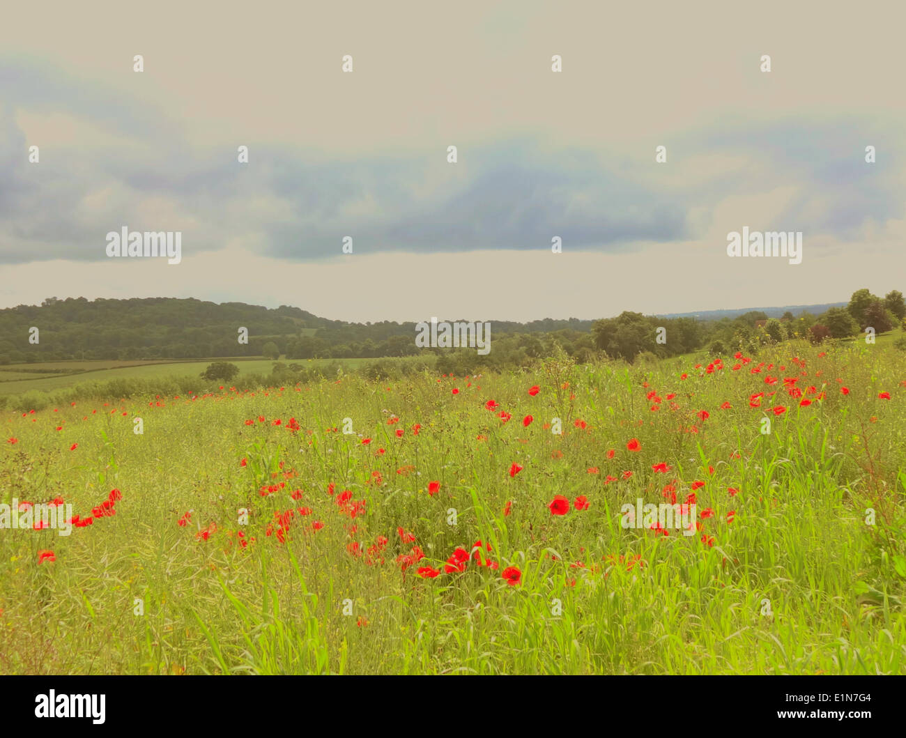 Kent, UK.7 Juin 2014.Nous nous souviendrons d'eux. Champ de coquelicots près de Shoreham. Un jour chaud avec des orages dispersés.David Burr/Alamy Live News Banque D'Images