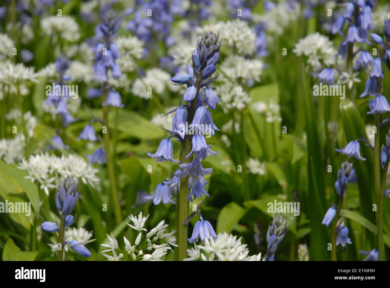 L'ail sauvage et de jacinthes en fleurs en bois, Dorset, UK Banque D'Images