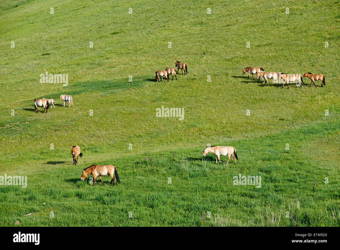 China, Taiwan, Hustain Nuruu Parc National (Khustai), les chevaux sauvages de Przewalski (Equus caballus przewalskii) Banque D'Images