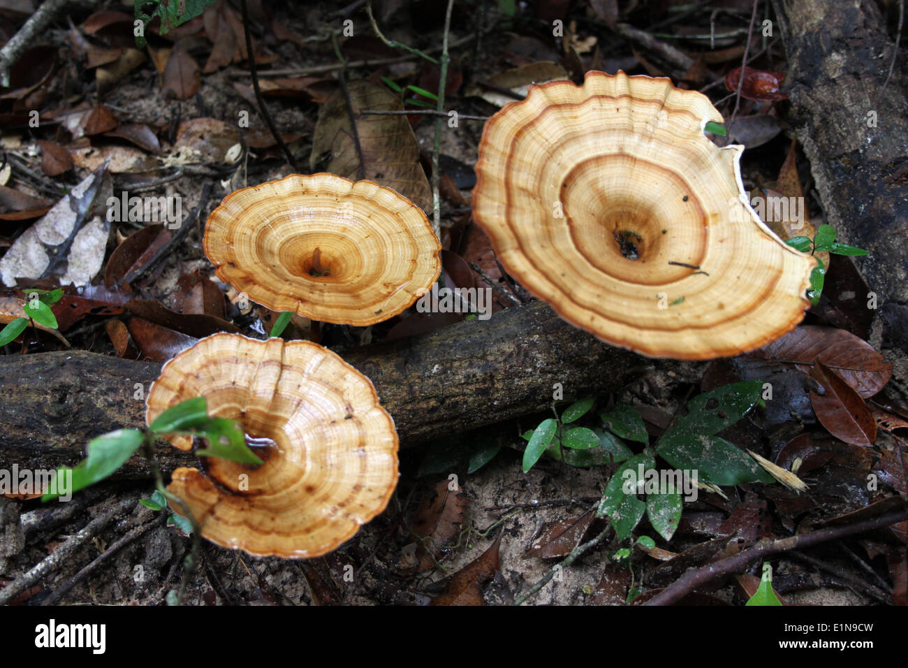 En entonnoir sur lit de champignons forestiers Banque D'Images