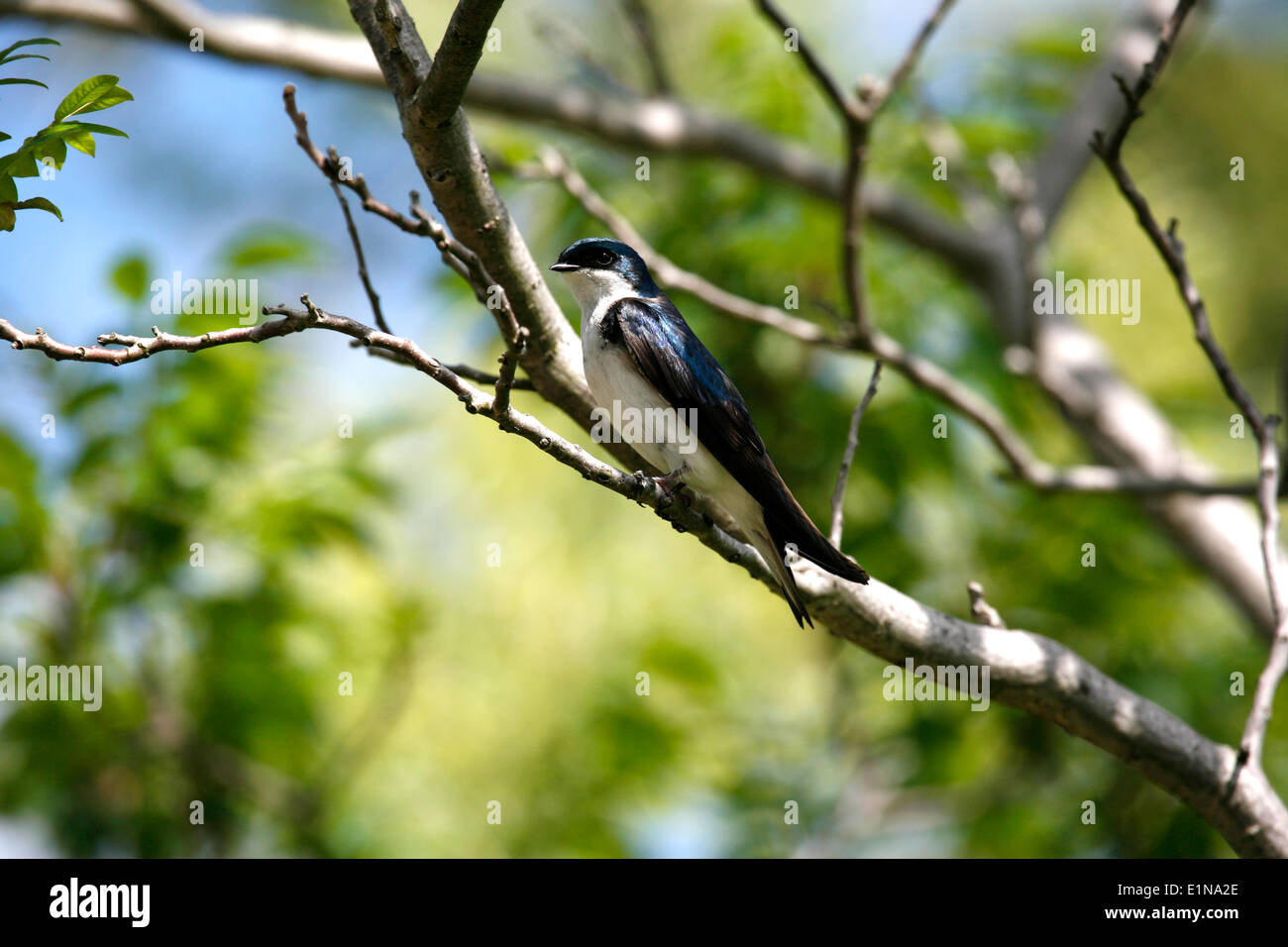 L'hirondelle bicolore est une espèce d'oiseau migrateur qui se reproduit en Amérique du Nord et hiverne au Mexique. Banque D'Images