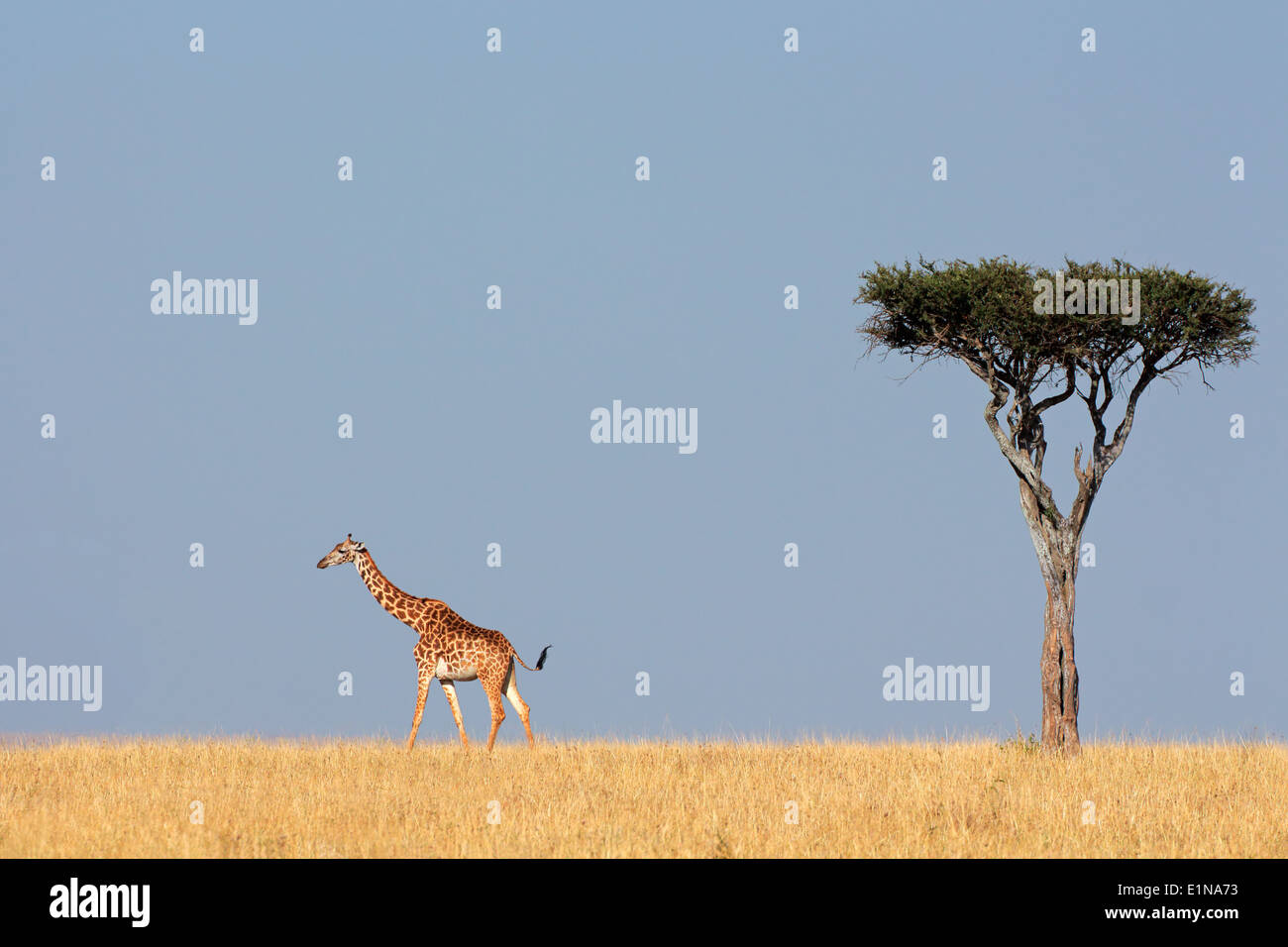 Les Masais Girafe (Giraffa camelopardalis tippelskirchi) et arbre, Masai Mara National Reserve, Kenya Banque D'Images