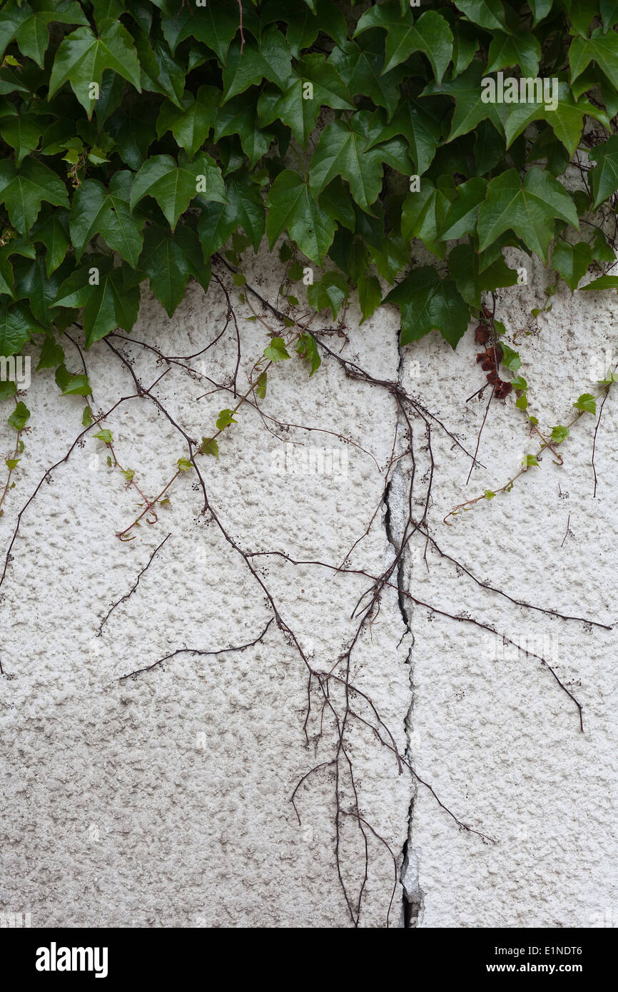 Vieux mur recouvert de lierre Banque D'Images