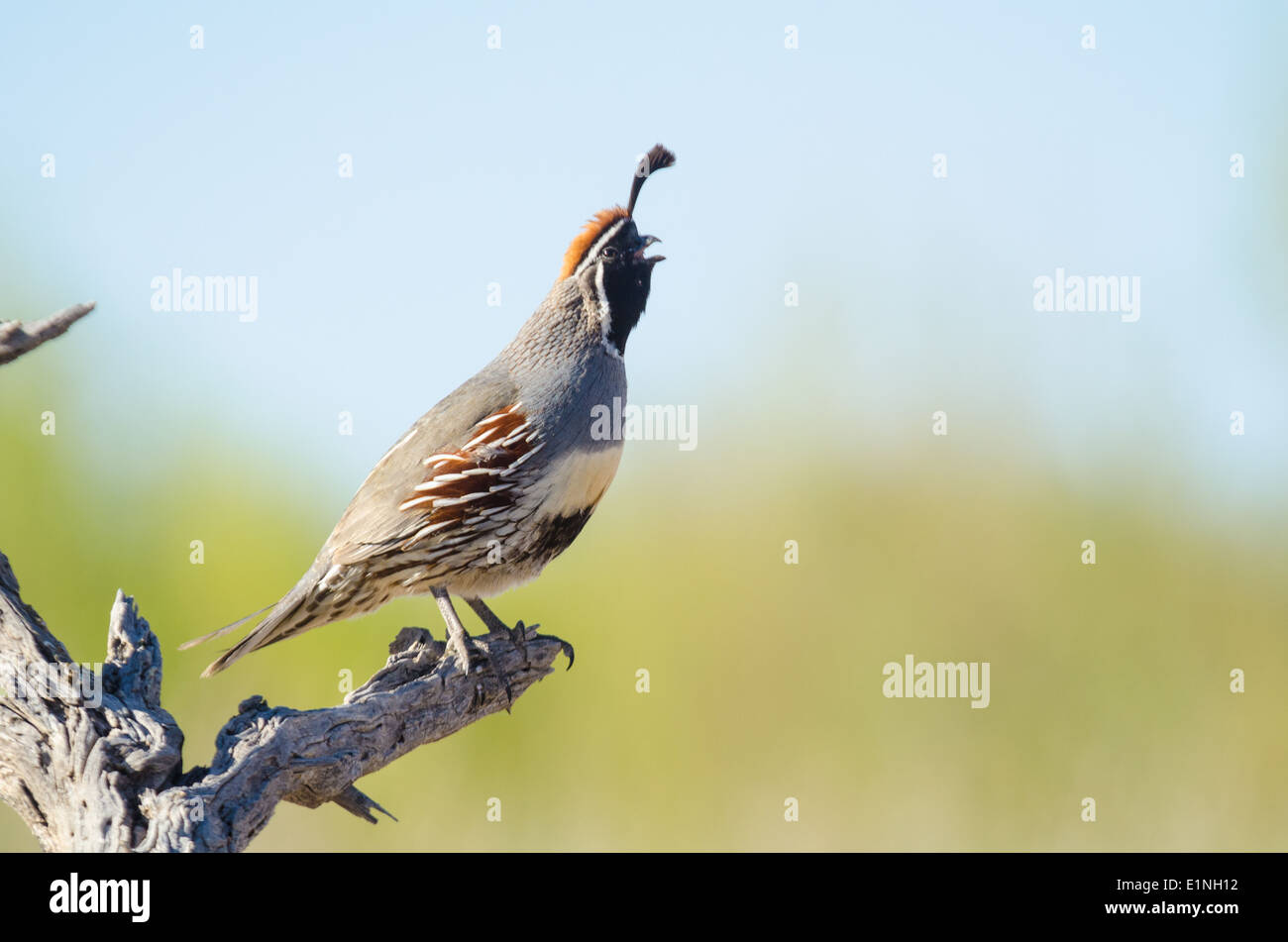 De Gambel mâle appelant la caille, (Callipelpa gambelii), Bosque del Apache National Wildlife Refuge, Socorro Co., New Mexico, USA. Banque D'Images