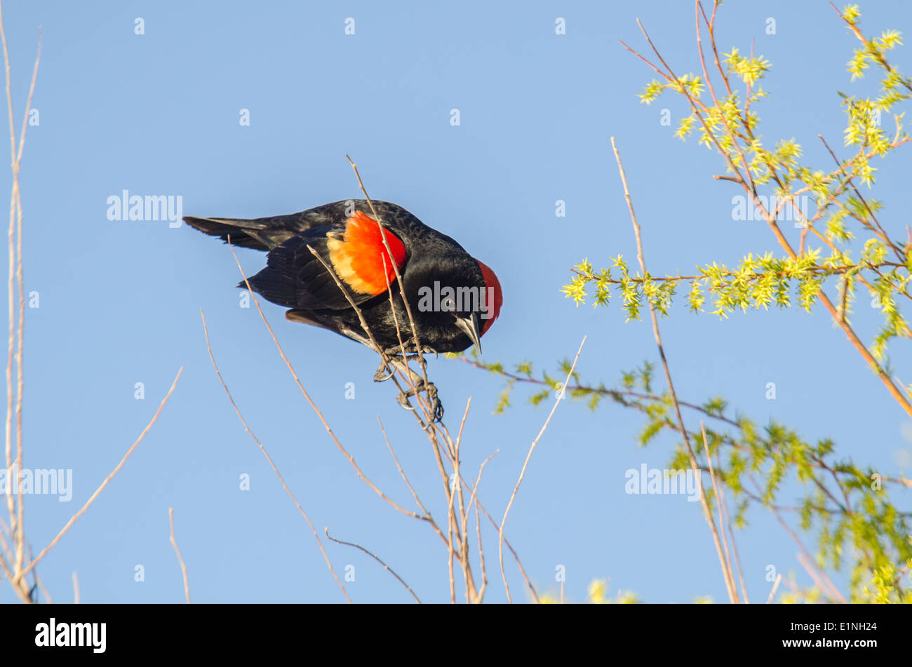 Homme Carouge à épaulettes (Agelaius phoeniceus), Bosque del Apache National Wildlife Refuge, Socorro Co., New Mexico, USA. Banque D'Images