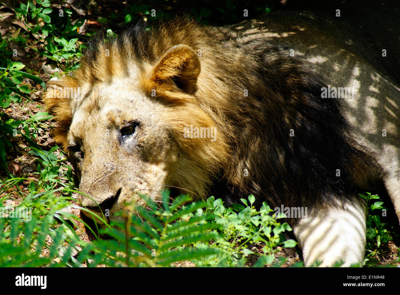 Lion fixant Panthera leo persica ou asiatique indien lion Lion head vue rapprochée Banque D'Images