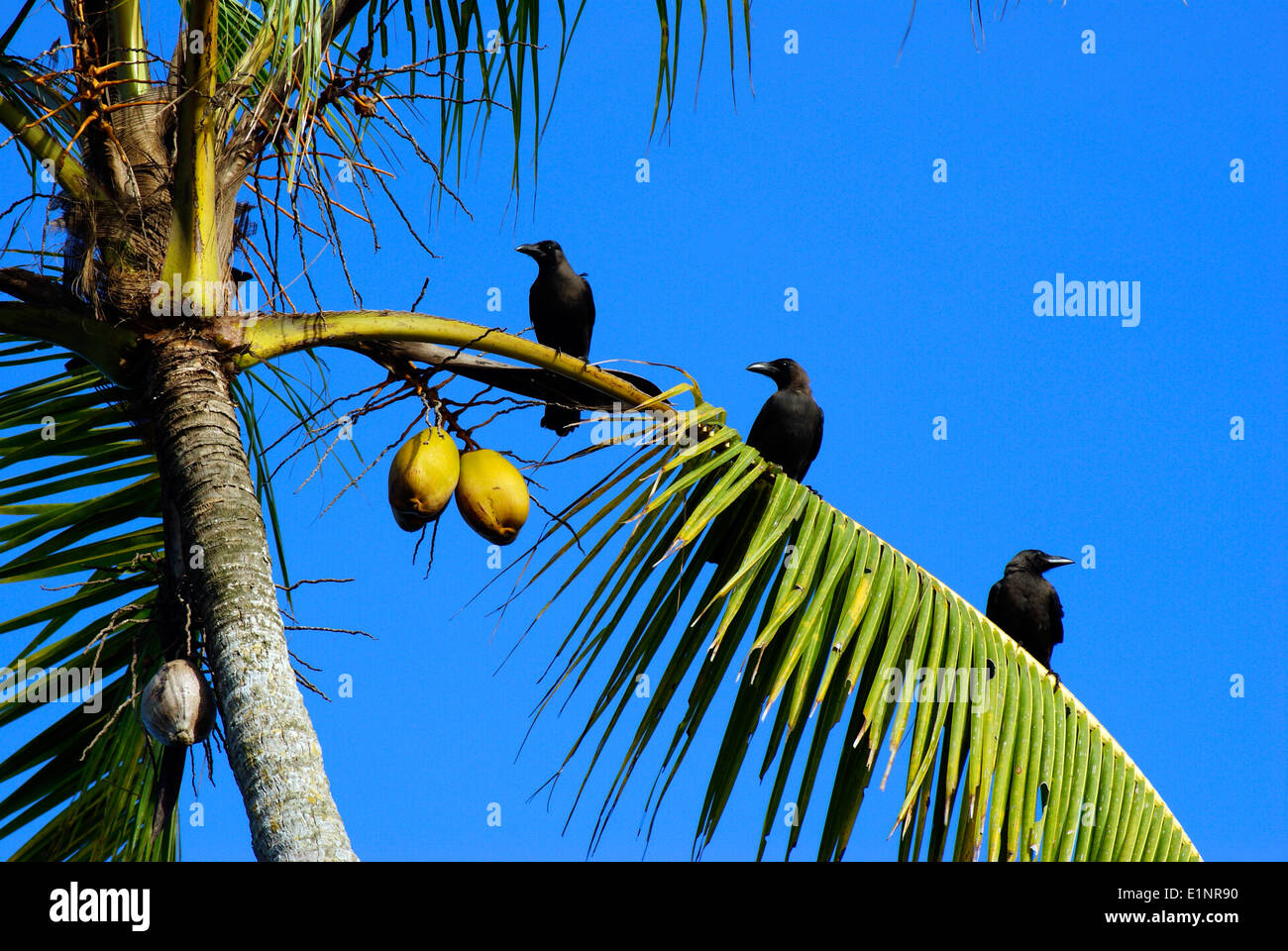 Les corbeaux assis sur des feuilles d'arbres de noix de coco Banque D'Images