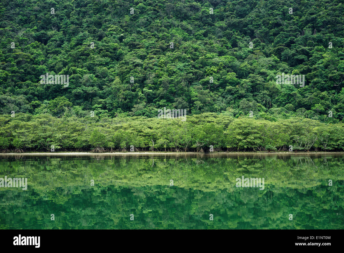 Les mangroves luxuriantes qui reflète de rivière calme dans Iriomte-jima des îles Yaeyama dans la préfecture d'Okinawa du Japon Banque D'Images