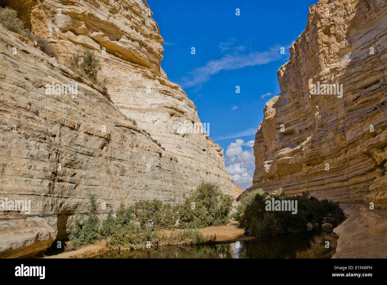 Ein Avdat, doux printemps de l'eau dans le désert du Néguev, Israël Banque D'Images