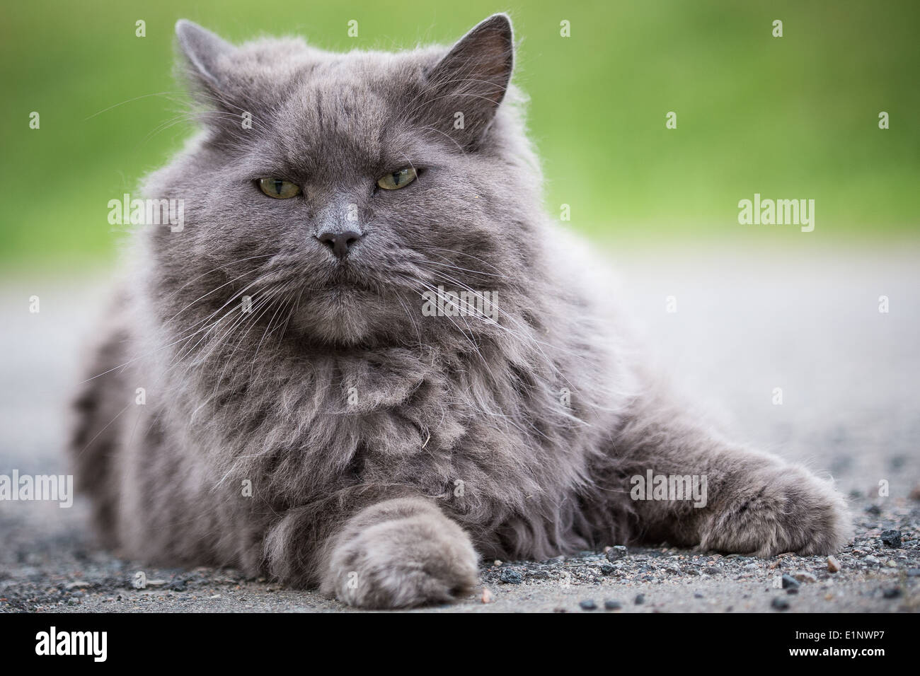 Un chat persan demi-couché sur le sol Banque D'Images