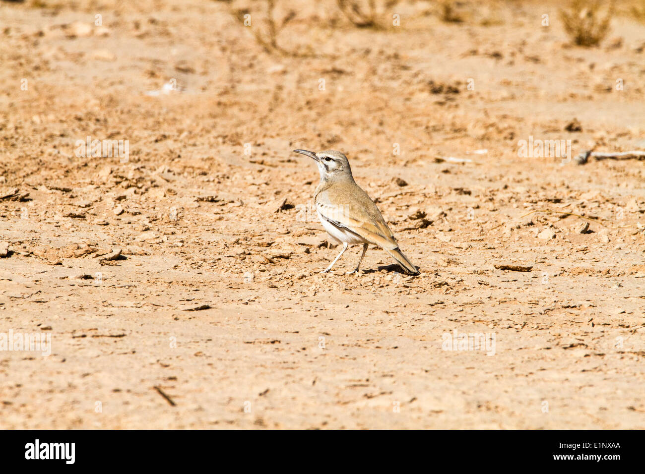 Une plus grande huppe-lark (Alaemon alaudipes) Banque D'Images