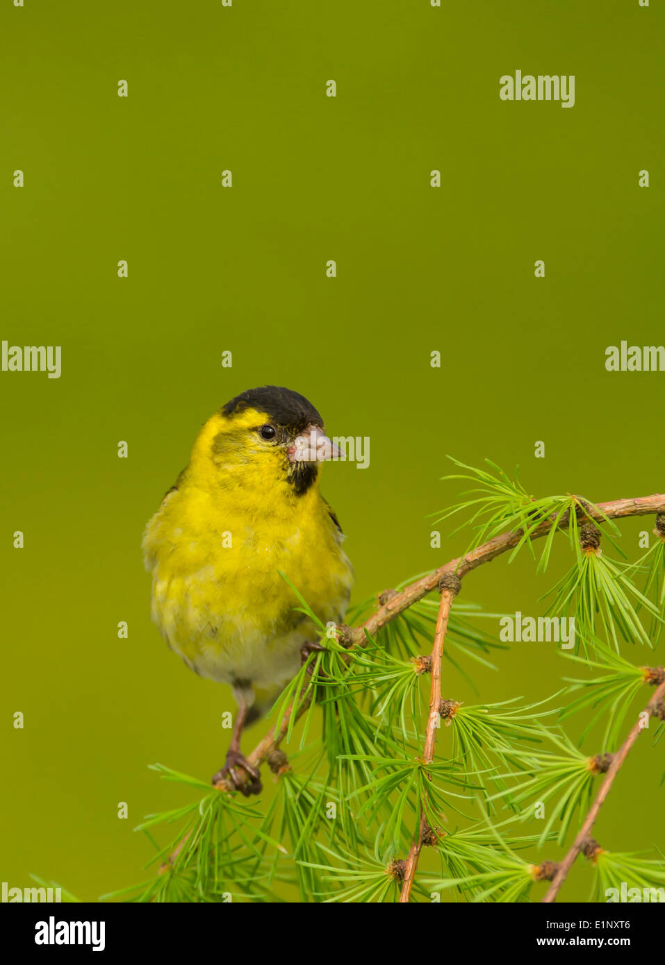 Oiseau Vert Et Jaune Banque De Photographies Et D images Haute oiseau-vert-et-jaune-banque-de-photographies-et-d-images-haute