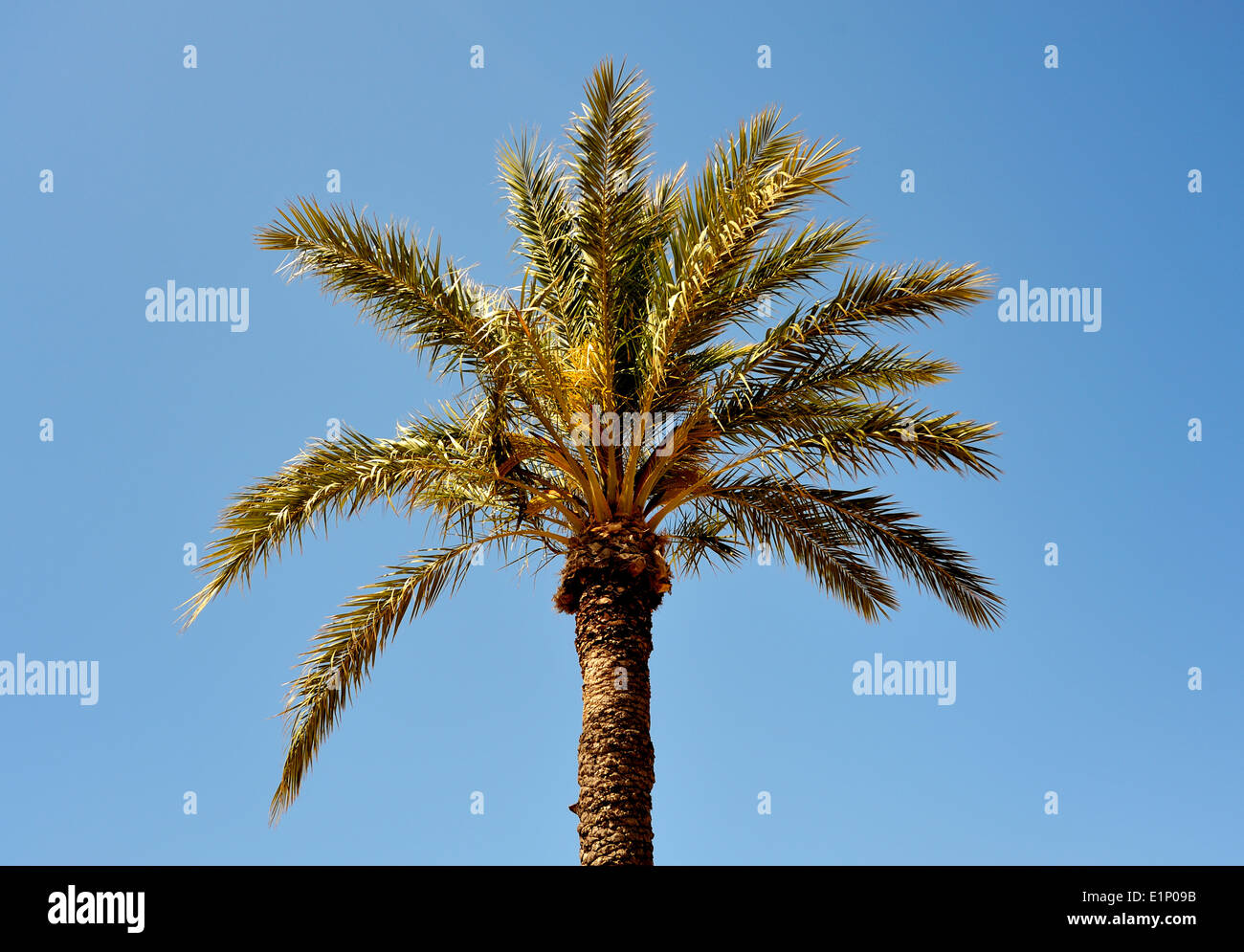 PALM TREE WITH A BLUE SKY Banque D'Images