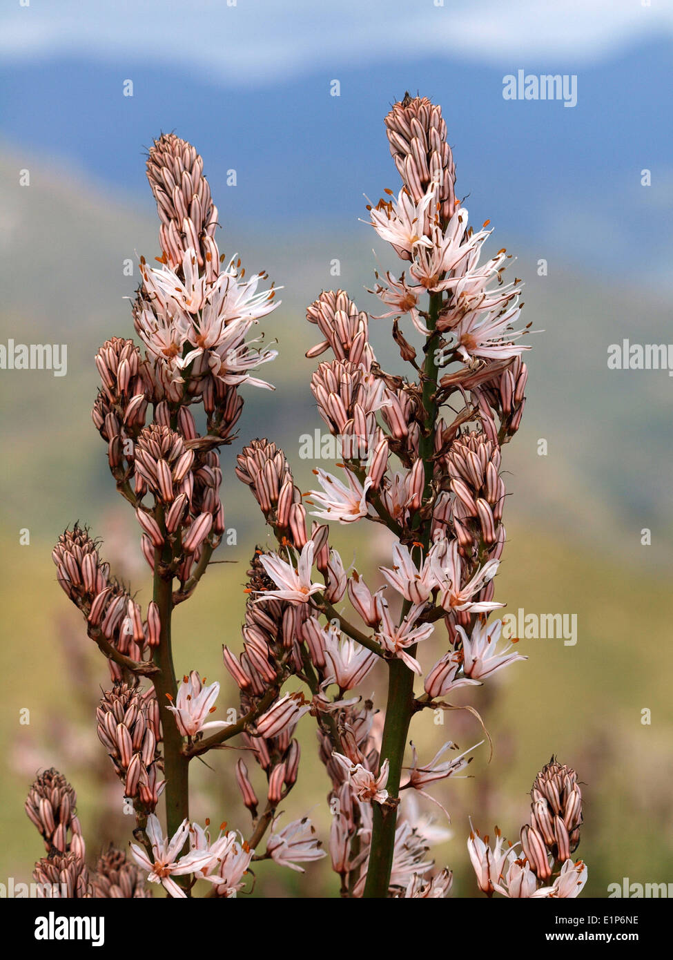 Rose et blanc géant Asphodèle ramifié Asphodelus ramosus (fleurs) sur des tiges robustes avec vue sur montagnes siciliennes diffus dans l'arrière-plan Banque D'Images