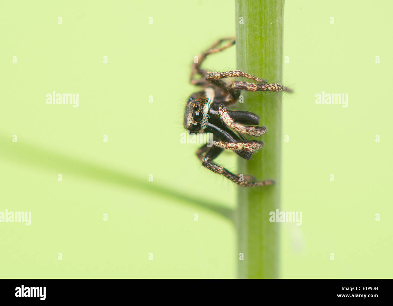 Salticus scenicus araignée sauteuse - Banque D'Images