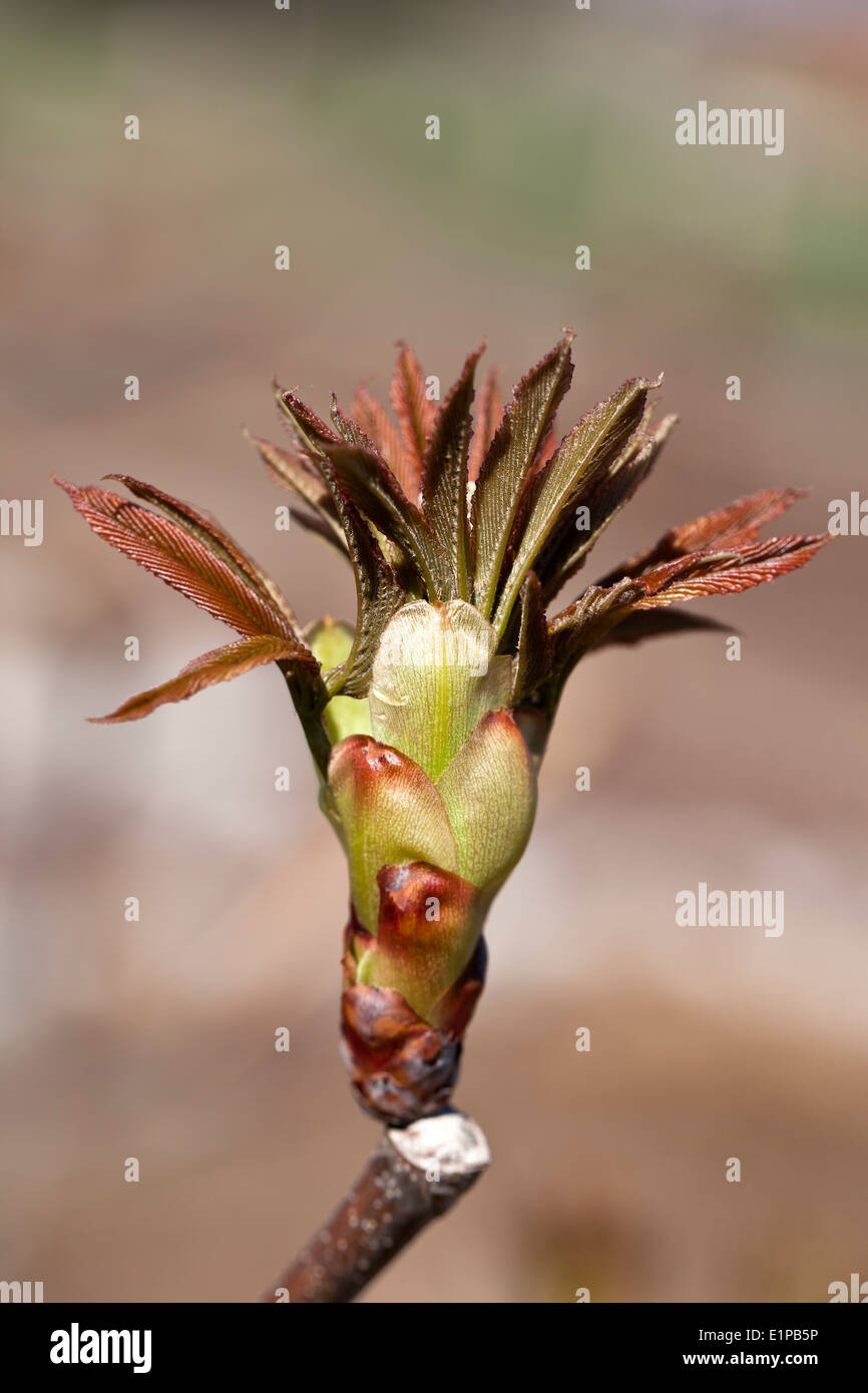 Un gros plan d'une Rouge Arbre Buckeye Bud Banque D'Images