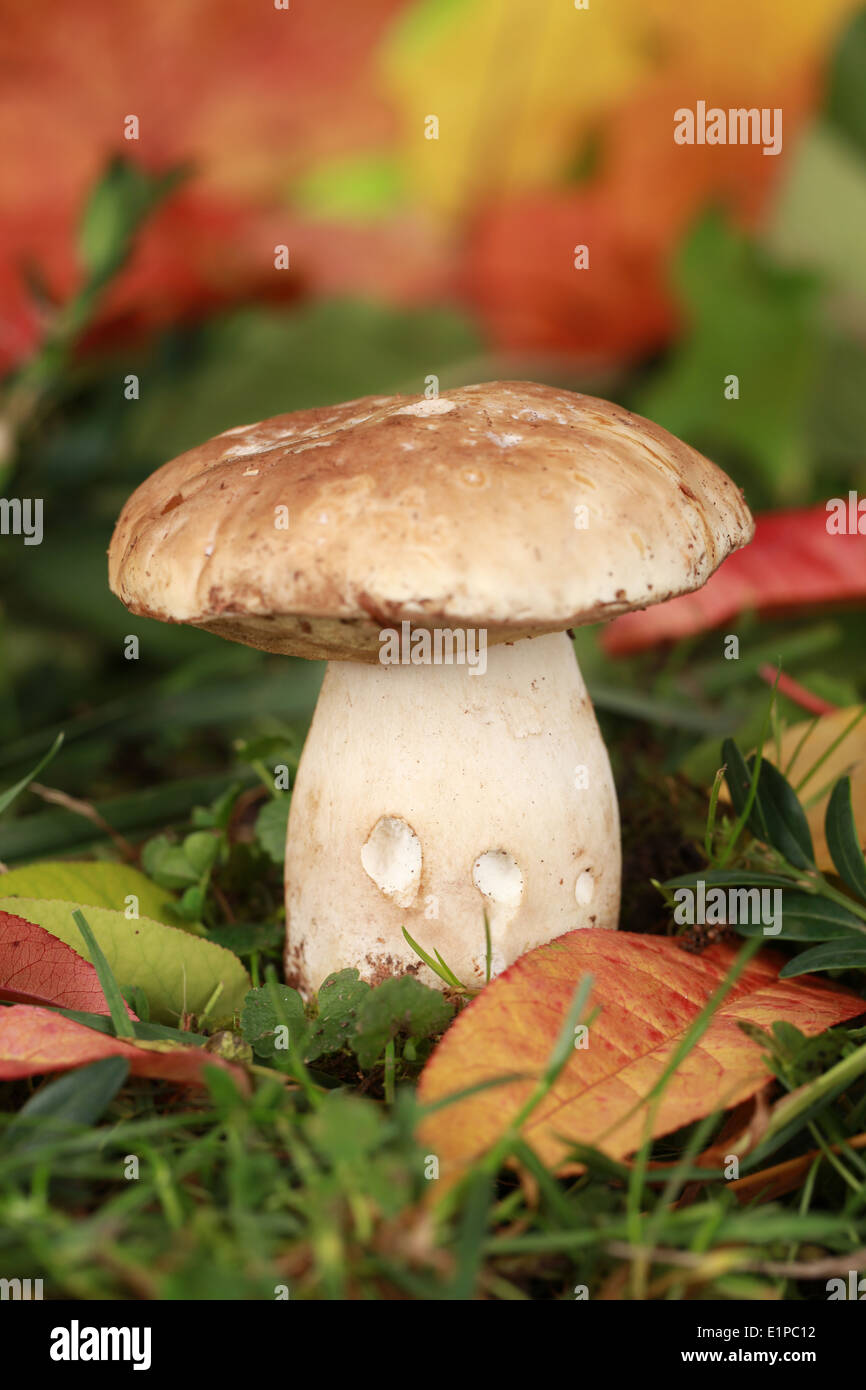 Champignons porcini grand dans une forêt en automne Banque D'Images