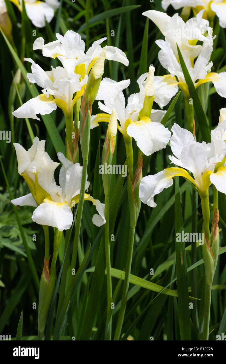 Fleurs blanches et jaunes de l'Iris de Sibérie, Iris sibirica 'White Swirl' Banque D'Images