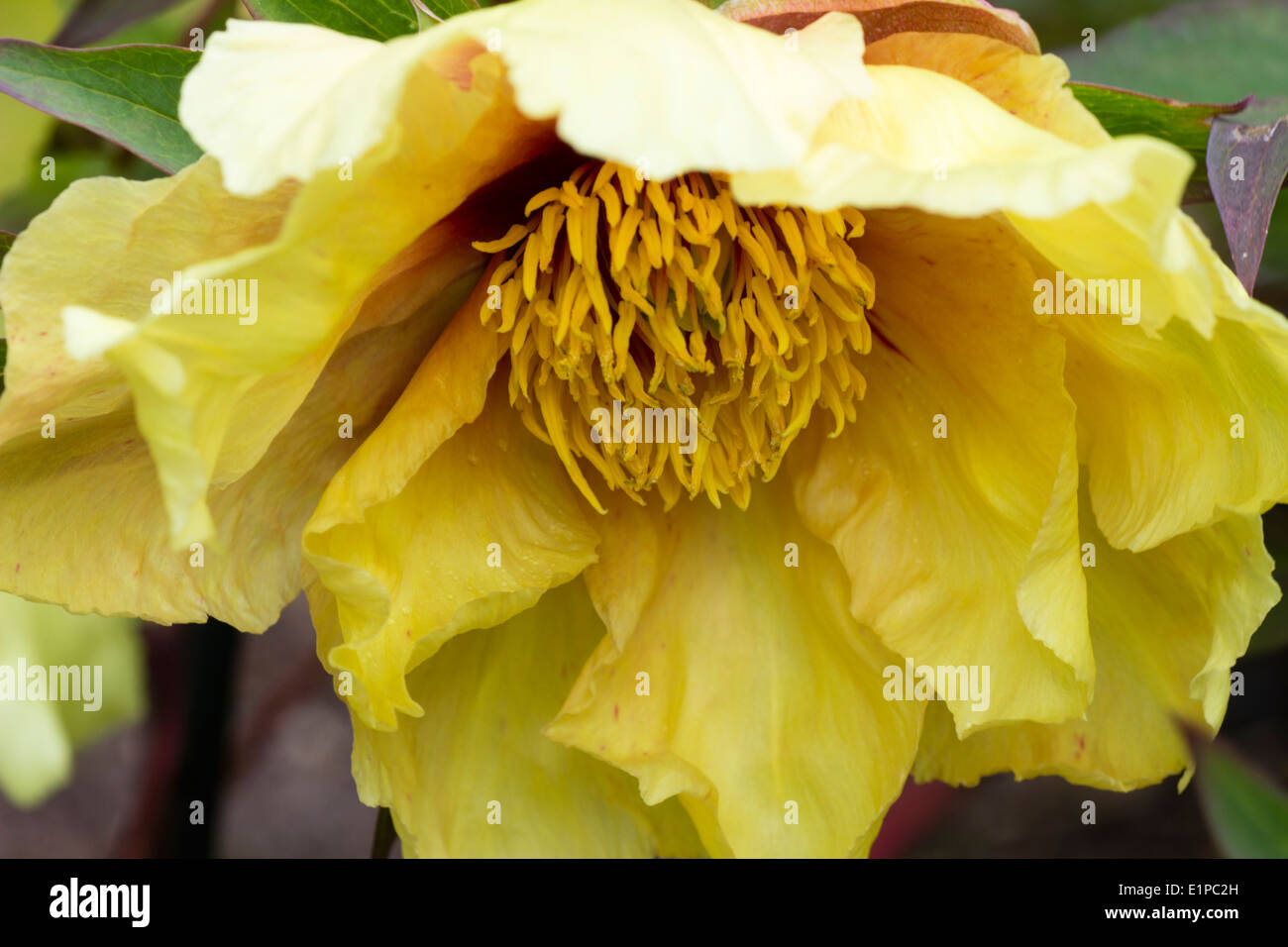 Gros plan d'une seule fleur de la pivoine arbustive, Paeonia 'Helene Martin' (groupe lutea) Banque D'Images