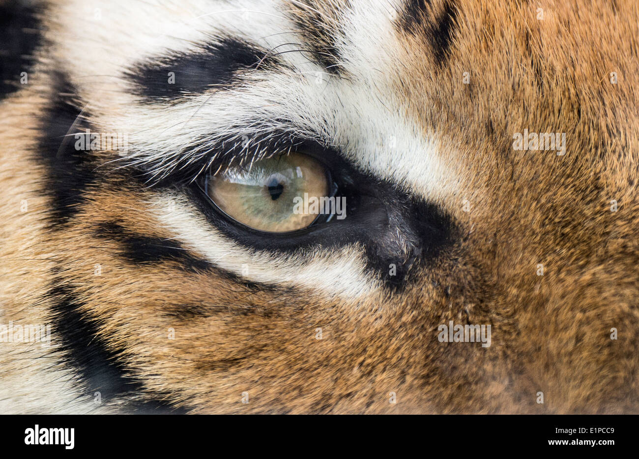 Oeil de tigre de Sibérie (Amur) (close-up Photo Stock - Alamy