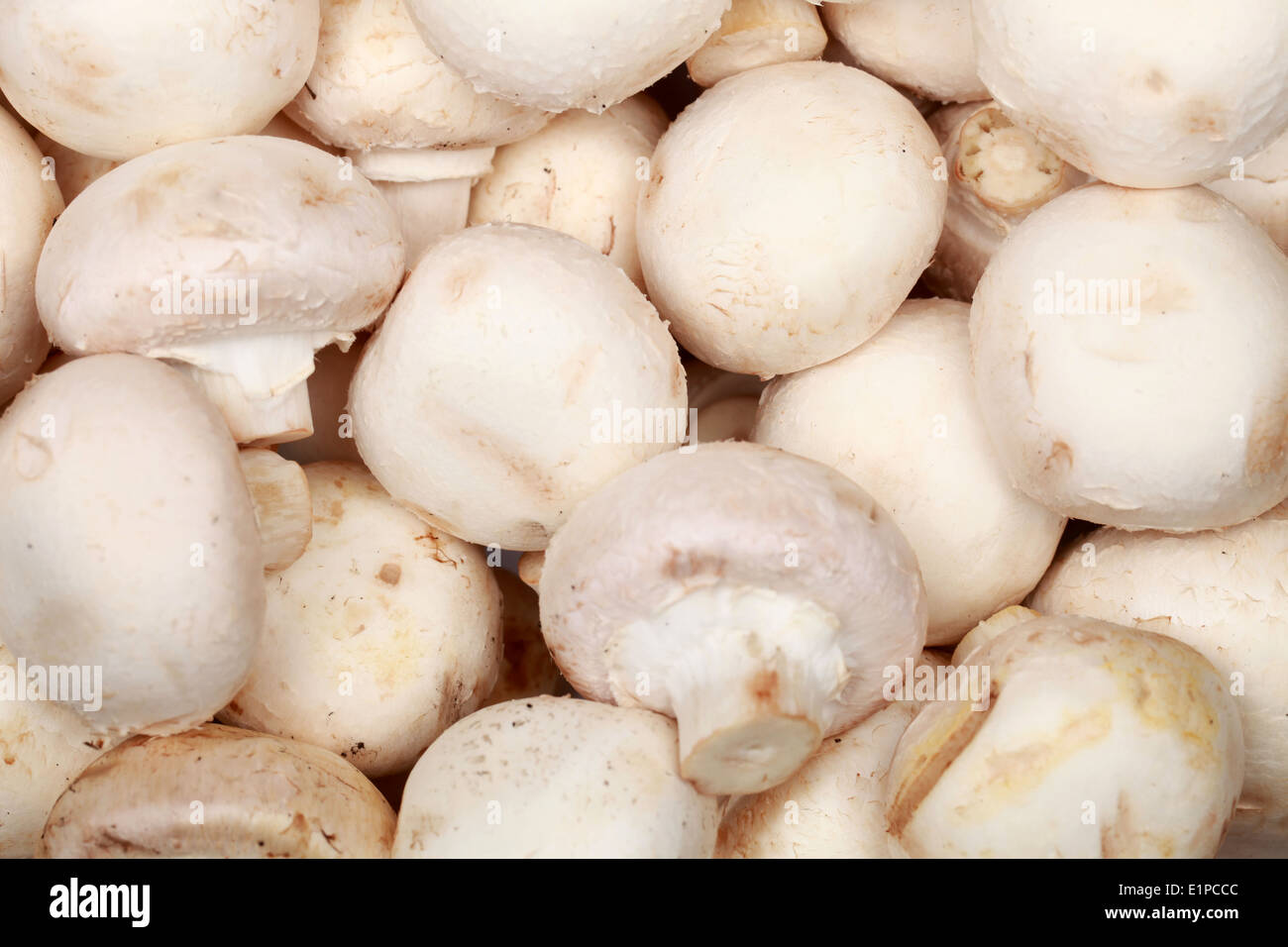 Groupe de champignons frais formant un arrière-plan Banque D'Images