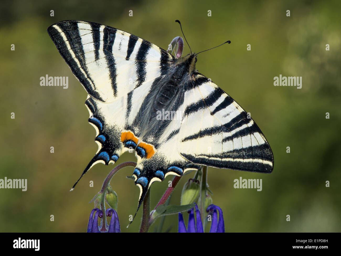 Papillon de voile Banque de photographies et d'images à haute résolution -  Alamy