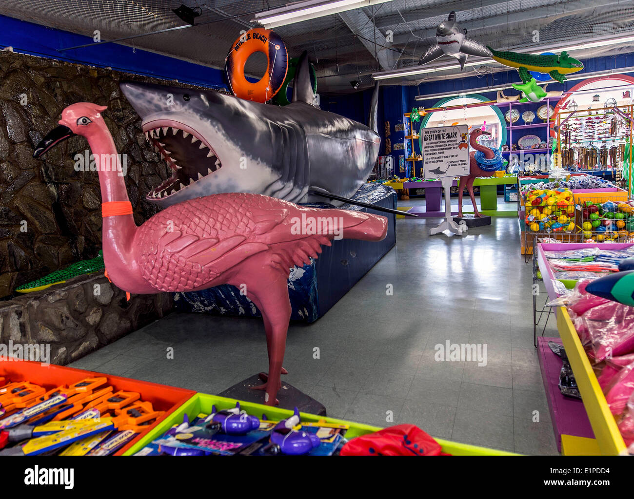 Hamer, Caroline du Sud, USA. Le 08 juin, 2014. Un grand requin blanc à l'écran dans une boutique de cadeaux au sud de la frontière, une roadside attraction sur l'Interstate 95 sur la frontière de la Caroline du Nord et du Sud. Au sud de la frontière est connu pour sa haute-camp de style et l'architecture d'Adobe est une destination de repos pour toute personne conduisant à partir du nord-est de la Floride. Crédit : Brian Cahn/ZUMAPRESS.com/Alamy Live News Banque D'Images
