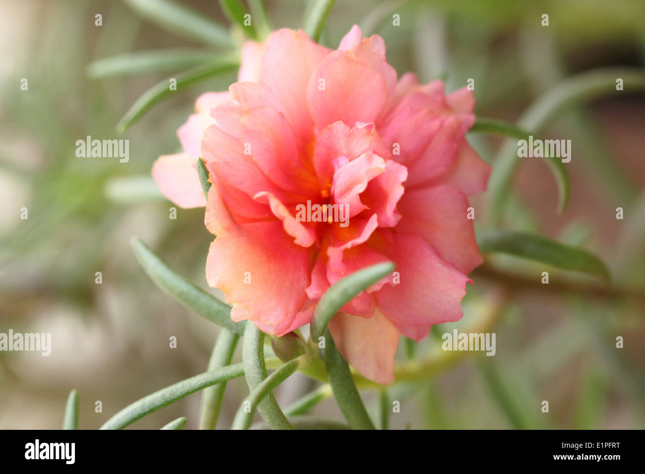 Des fleurs orange dans l'arrière-cour pour le fond naturel. Banque D'Images Des fleurs orange dans l'arrière-cour pour le fond naturel. Banque D'Images