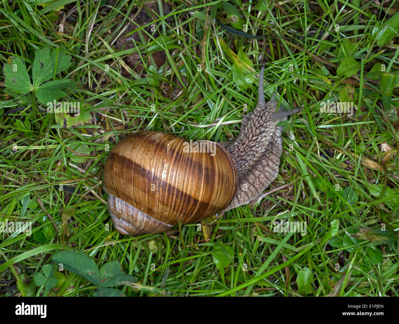 Libre d'escargots Helix pomatia sur fond d'herbe. Banque D'Images