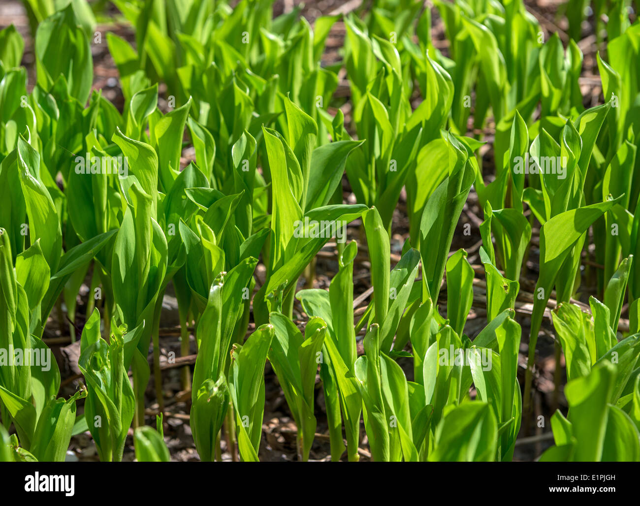Arrière-plan de feuilles vertes de Lily of valley est en contre-jour du soleil. Banque D'Images