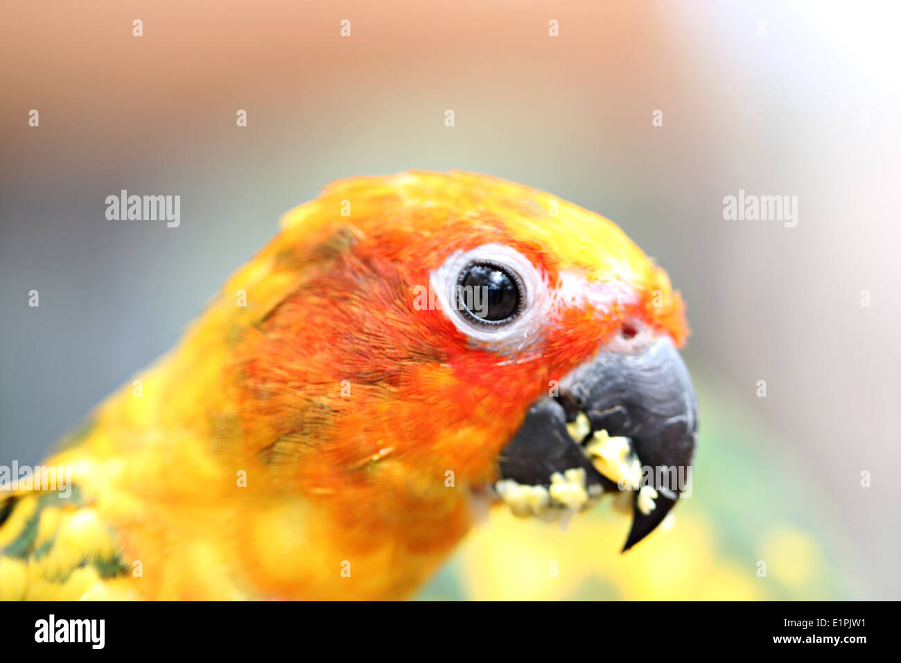 Chef de Parrot est de manger des aliments sur la branche d'arbre dans le jardin. Banque D'Images