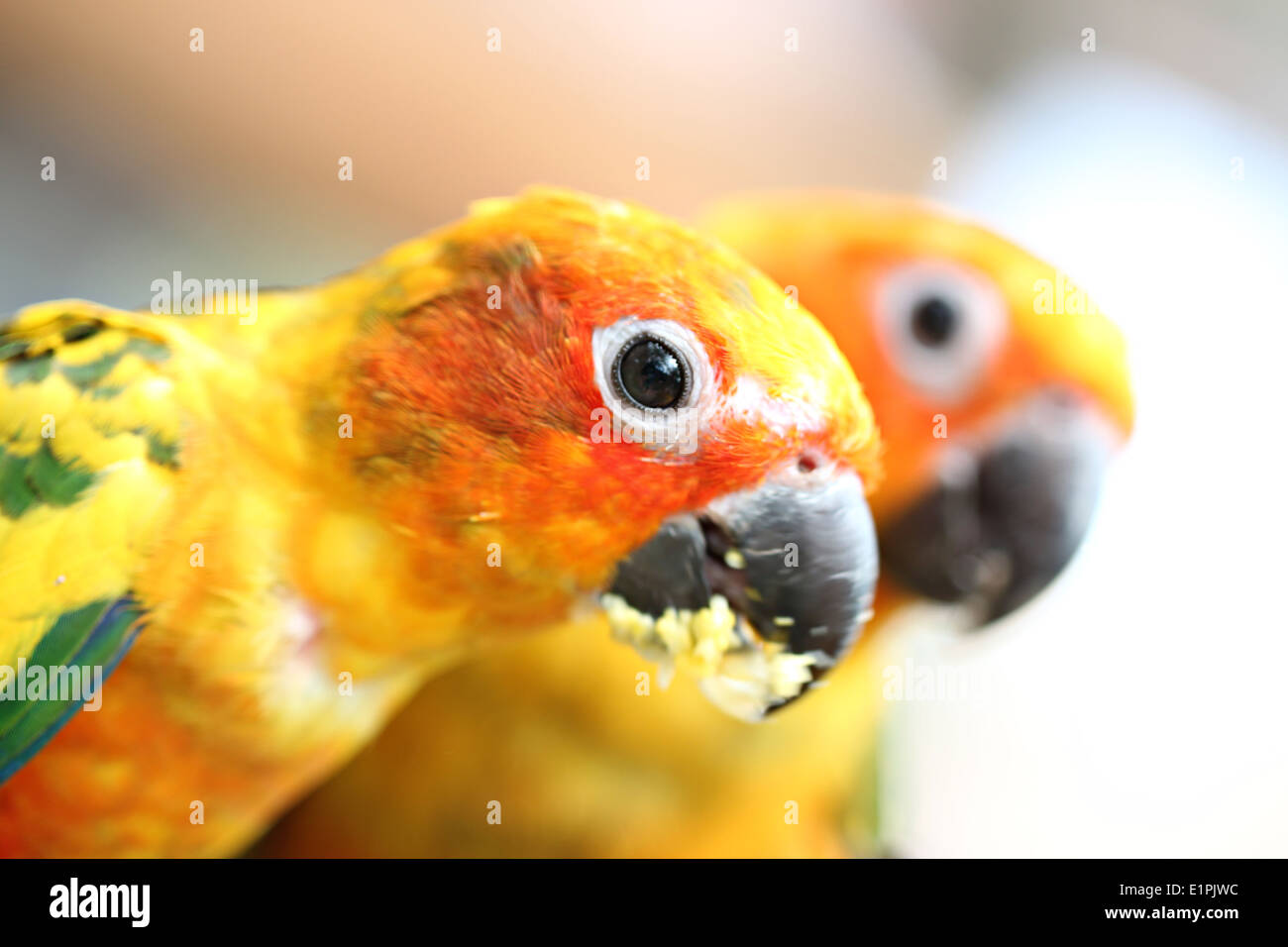 Chef de Parrot est de manger des aliments sur la branche d'arbre dans le jardin. Banque D'Images