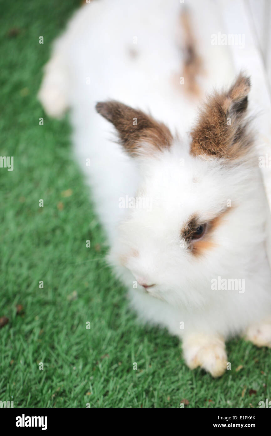 La fourrure de lapin blanc fluffy sur pelouse dans le jardin. Banque D'Images