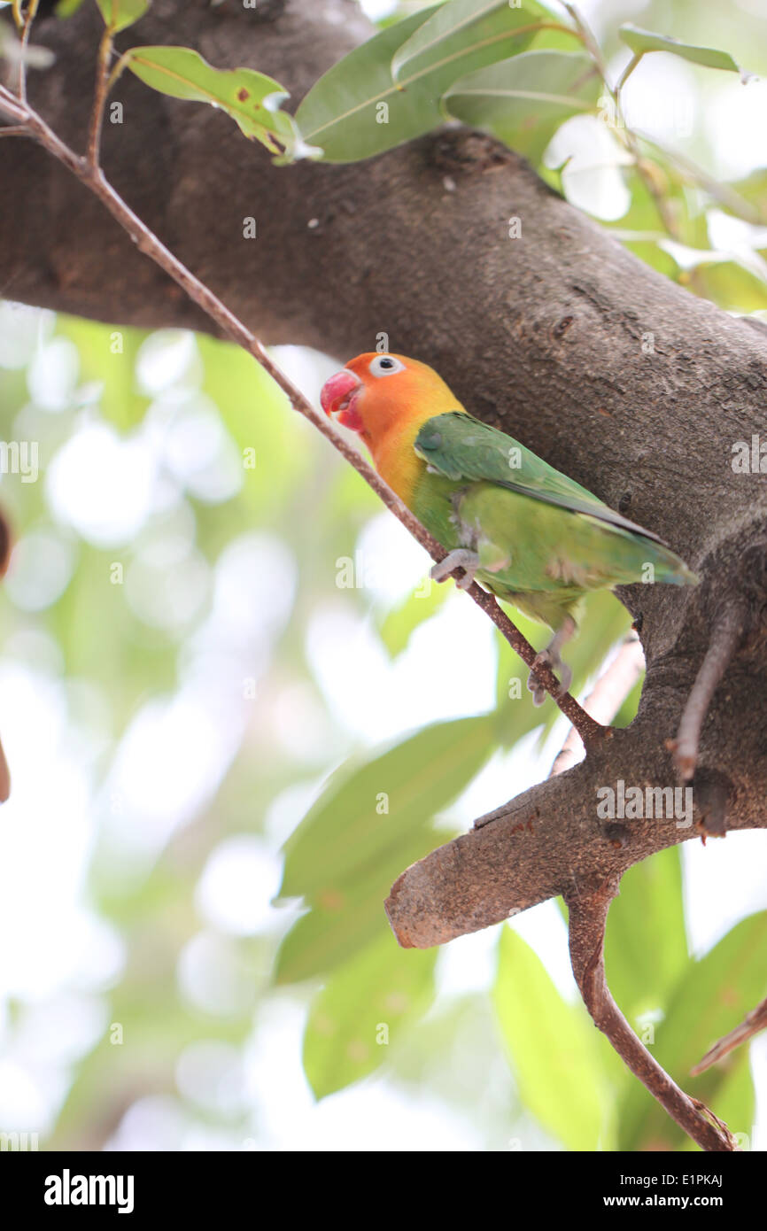 Perruche ou perroquet sur branche d'arbre dans le jardin. Banque D'Images