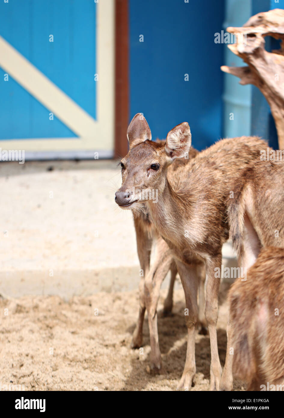 Jeune cerf dans la ferme pour les animaux sauvages. Banque D'Images