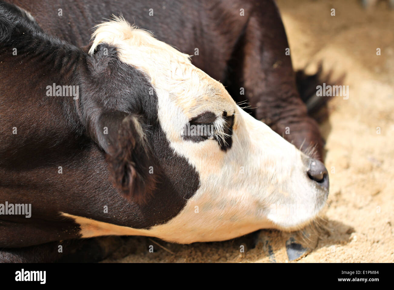 Tête de bétail laitier à la ferme. Banque D'Images