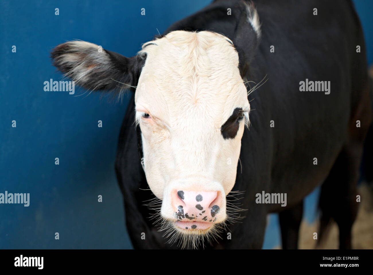 Tête de bétail laitier à la ferme. Banque D'Images