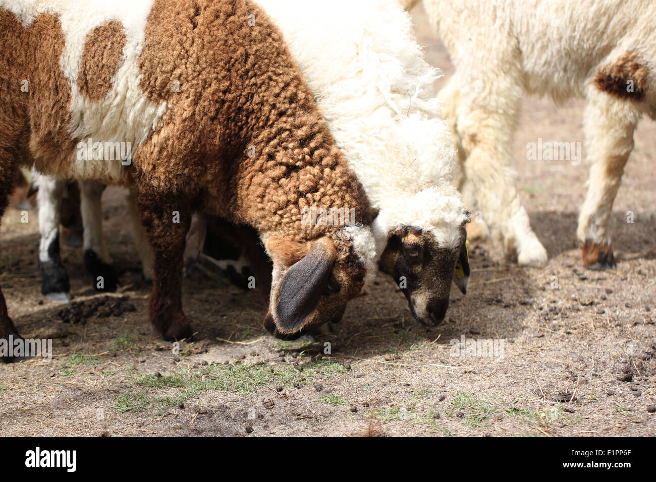 Mouton blanc et brun de l'alimentation animale de l'alimentation de la batterie. Banque D'Images