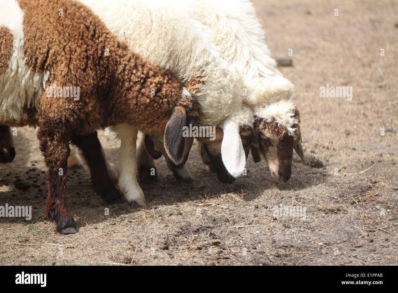 Mouton blanc et brun de l'alimentation animale de l'alimentation de la batterie. Banque D'Images