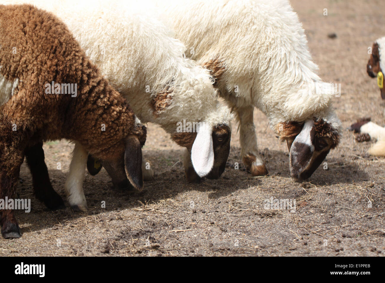 Mouton blanc et brun de l'alimentation animale de l'alimentation de la batterie. Banque D'Images