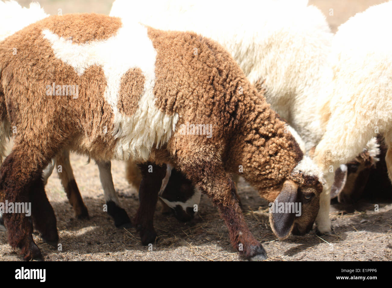 Mouton blanc et brun de l'alimentation animale de l'alimentation de la batterie. Banque D'Images