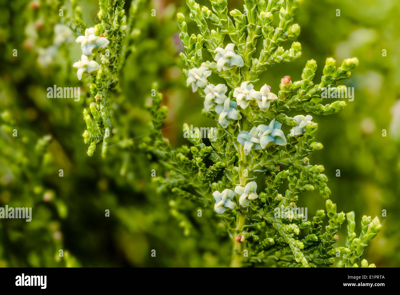 Détail de thuja branches avec des fruits et des fleurs Banque D'Images