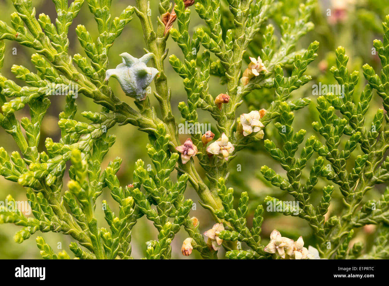 Macro de thuja branches avec des fruits et des fleurs Banque D'Images