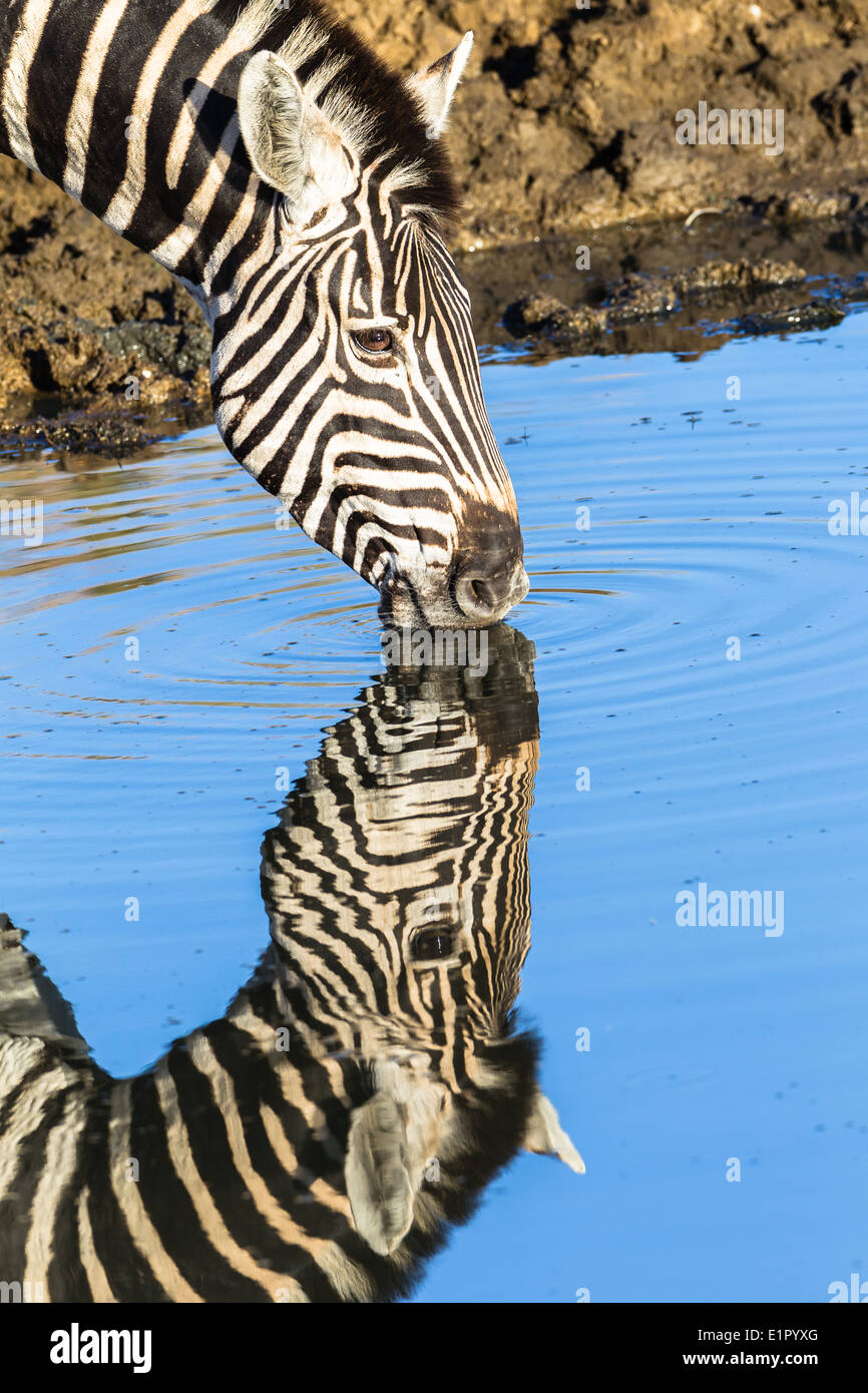 Point d'eau potable l'animal zèbre avec miroir double tête cou réflexions  portrait de la faune et de la réserve de parc Photo Stock - Alamy