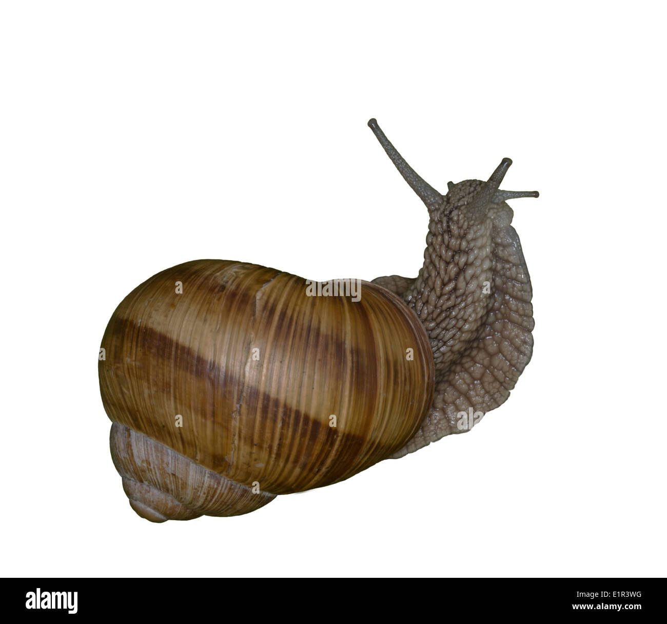 Helix pomatia escargot libre. Libre d'escargots Helix pomatia comme objet isolé. Banque D'Images